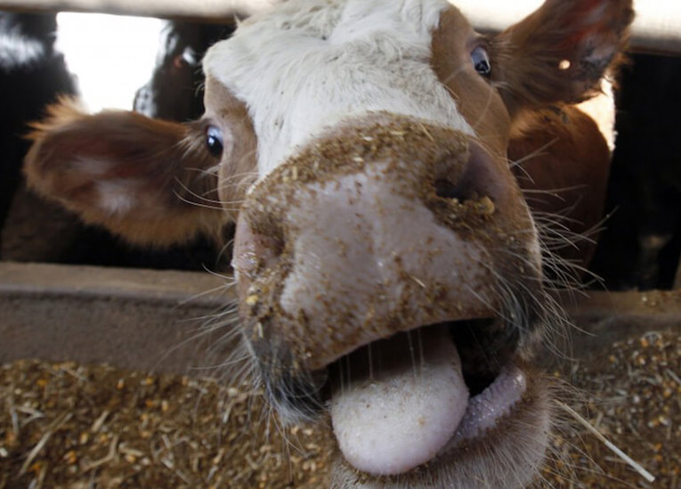 A veinte años de la sanción de la ley, las vacas siguen pastando en Mataderos