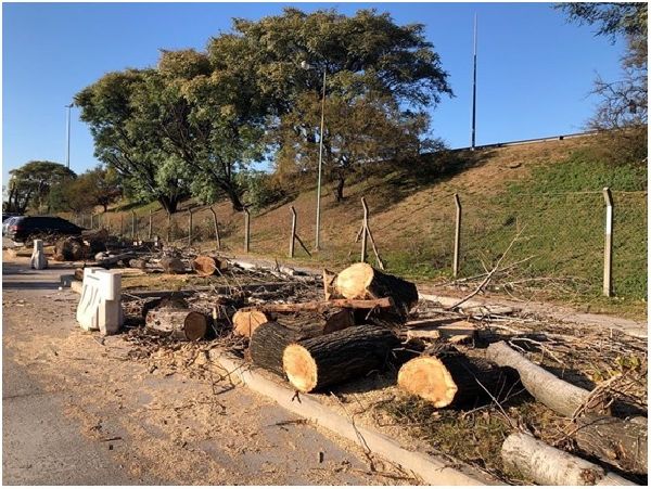 Preocupación por la tala indiscriminada de árboles en Parque Avellaneda