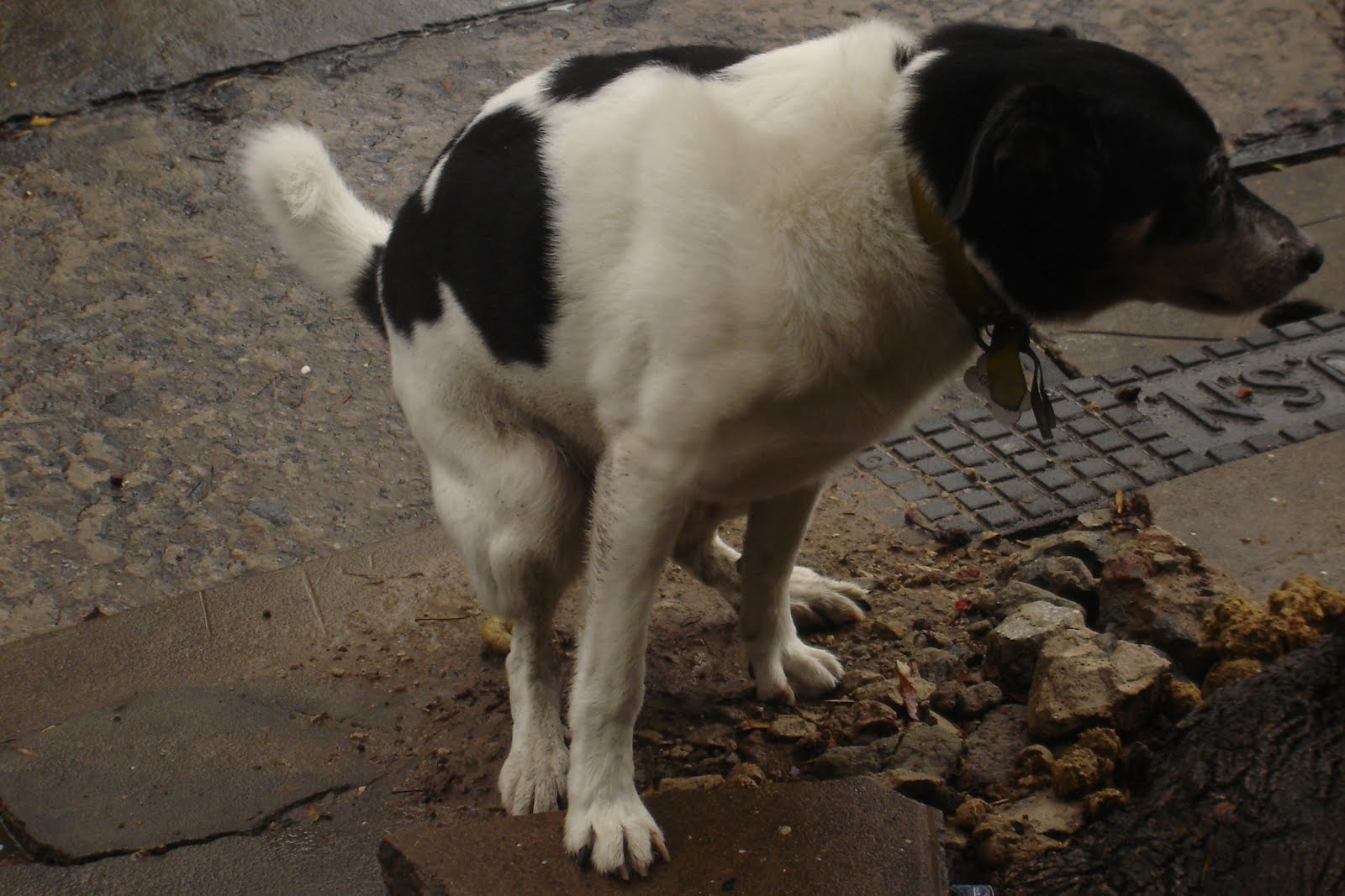 Ciudad de perros